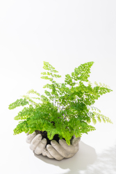 小叶绿植盆栽高清图