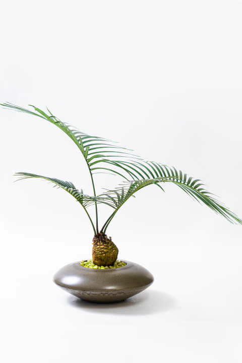 绿叶植物室内盆栽实拍图版权图片下载