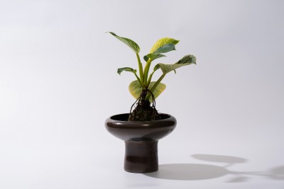 小众绿植景观盆栽实拍图