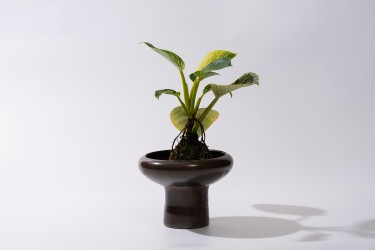 小众绿植景观盆栽实拍图