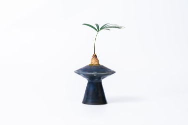 植物盆栽石山苏铁高清图