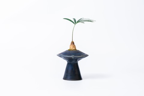 植物盆栽石山苏铁高清图