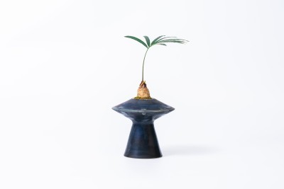 植物盆栽石山苏铁高清图