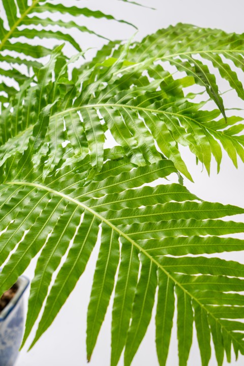 大片叶子绿植盆景盆栽近景实拍图版权图片下载