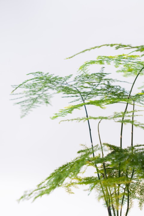 文竹盆栽花卉室内绿植实拍图版权图片下载