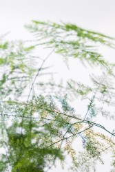 桌面小盆景文竹绿植盆栽高清图