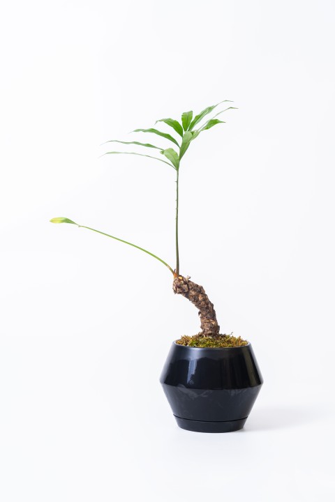 观赏性室内植物盆栽高清图版权图片下载