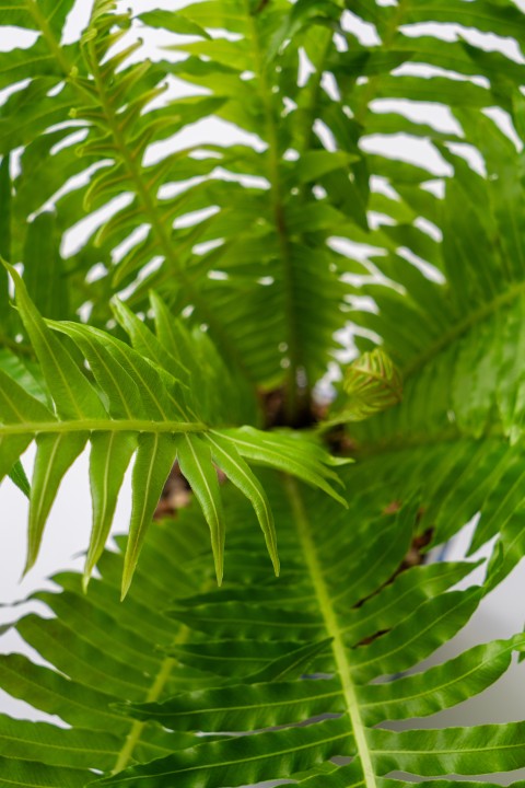 室内盆景绿色植物细节俯视实拍图版权图片下载