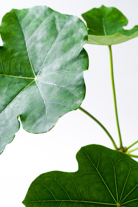 室内盆栽绿植叶脉纹理特写高清图版权图片下载