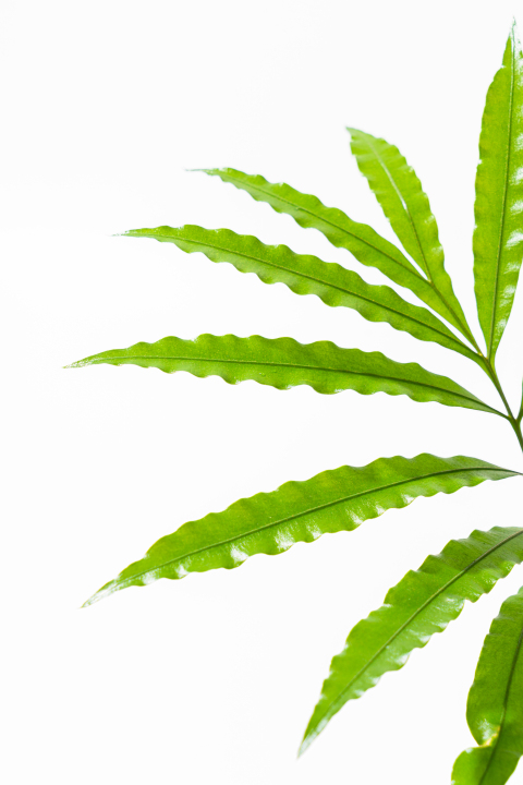 新鲜绿叶摆件装饰绿植高清图版权图片下载
