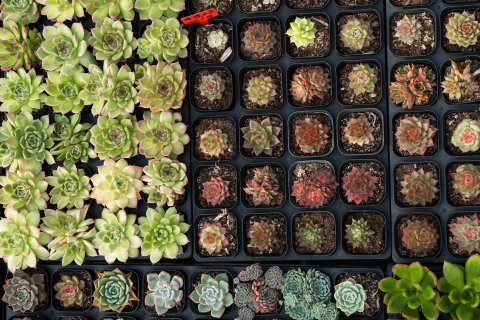 多品种小多肉恒温培育实拍图