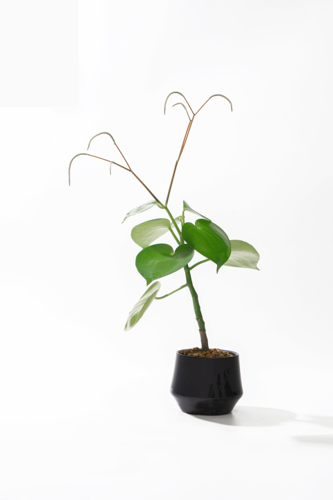 绿色室内植物高清实拍图版权图片下载
