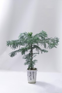 松枝绿化植物盆摘高清图