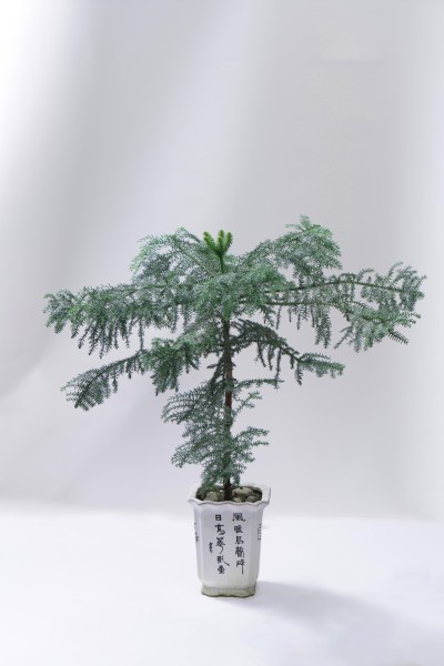 松枝绿化植物盆摘高清图