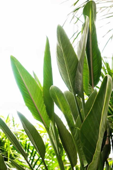 仰拍绿色大叶植物生产环境高清图版权图片下载