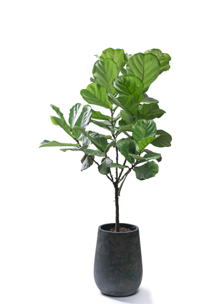 新飞羽室内观赏植物高清图