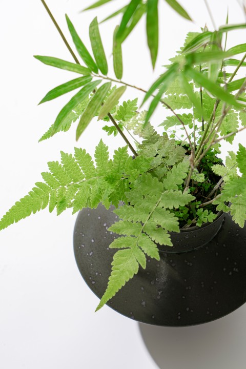 绿叶室内植物局部特写图版权图片下载