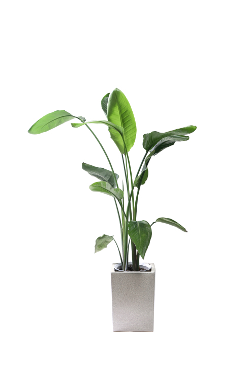 天堂鸟草本植物高清图版权图片下载