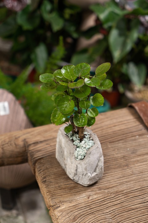 增氧绿植特写实拍高清图版权图片下载