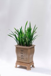 茂盛的绿色植物实拍图