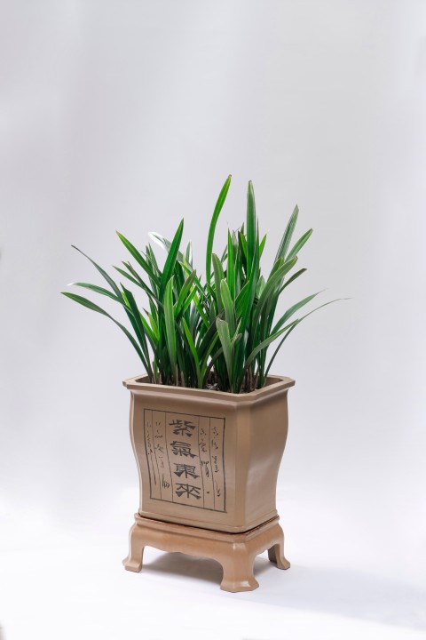茂盛的绿色植物实拍图版权图片下载