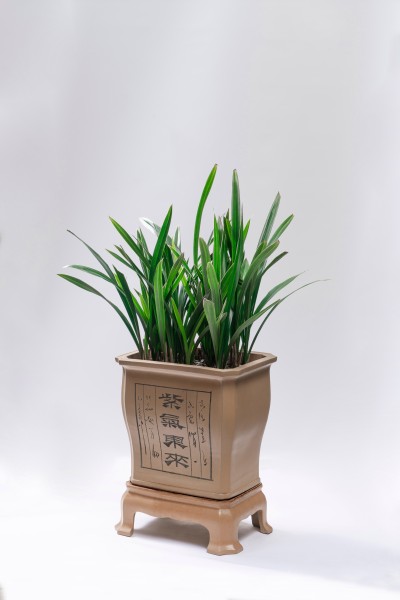 茂盛的绿色植物实拍图