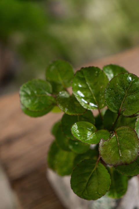 绿色植物室内摆拍高清图版权图片下载
