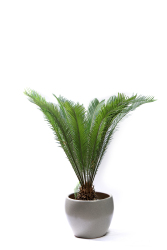 室内观赏植物铁树实拍图