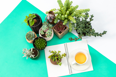下午茶氛围清新绿植摆件实拍图