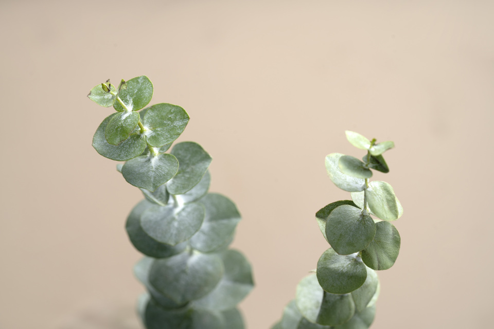 俯拍小小的尤加利叶片高清图
