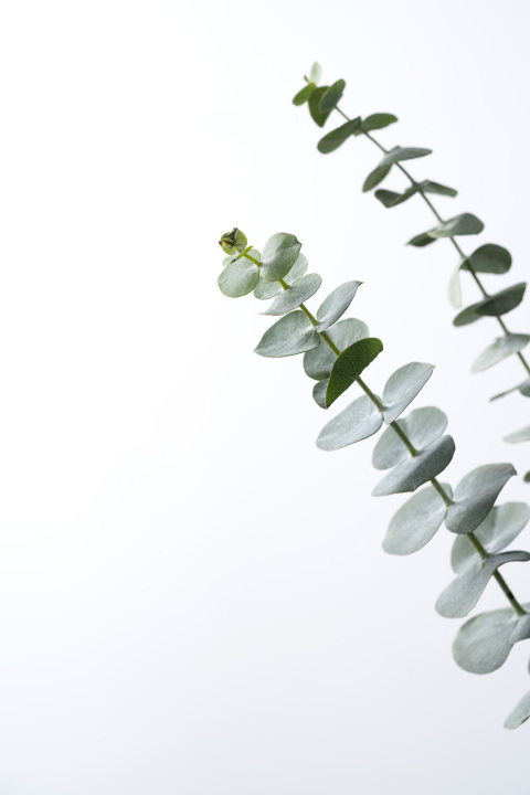 植物尤加利叶俯拍高清图版权图片下载