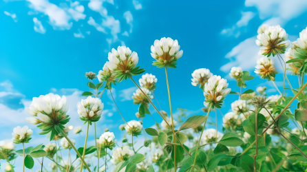 碧空下的白花洋车摄影图