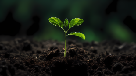 生态黑白植物成长摄影图