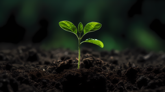 生态黑白植物成长摄影图