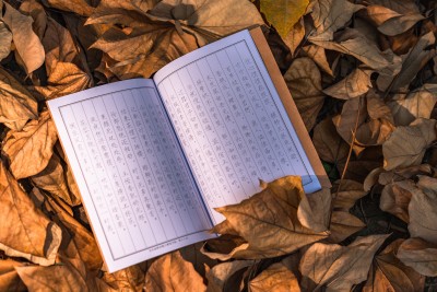 树林落叶打开的书本实拍图