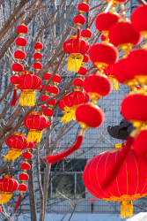 挂满枝头的红灯笼高清图