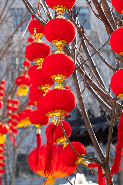 串串红灯领挂在树上高清图版权图片下载