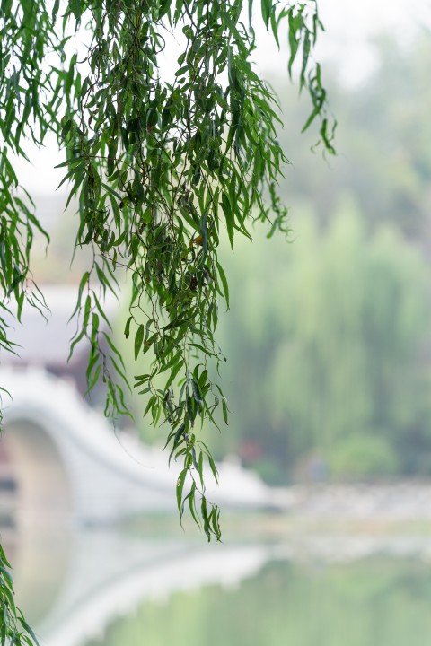 河边垂柳特写高清图版权图片下载