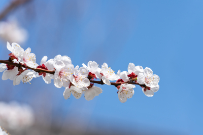 桃花盛开特写实拍图