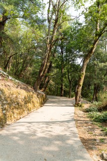 林间小路唯美风景实拍图