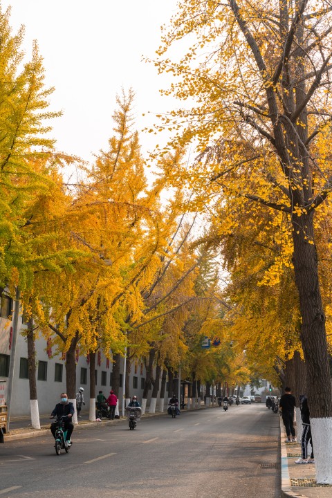 干净的街道旁银杏树实拍图版权图片下载