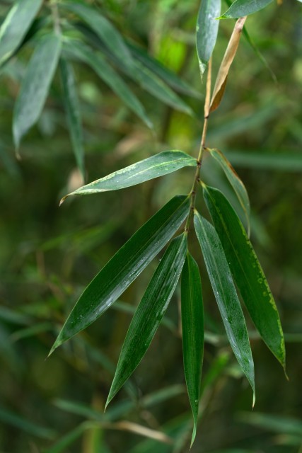 茁壮成长的竹叶摄影图