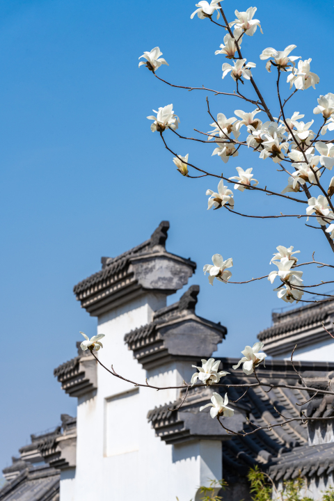 意境深远桃花枝头实拍图版权图片下载