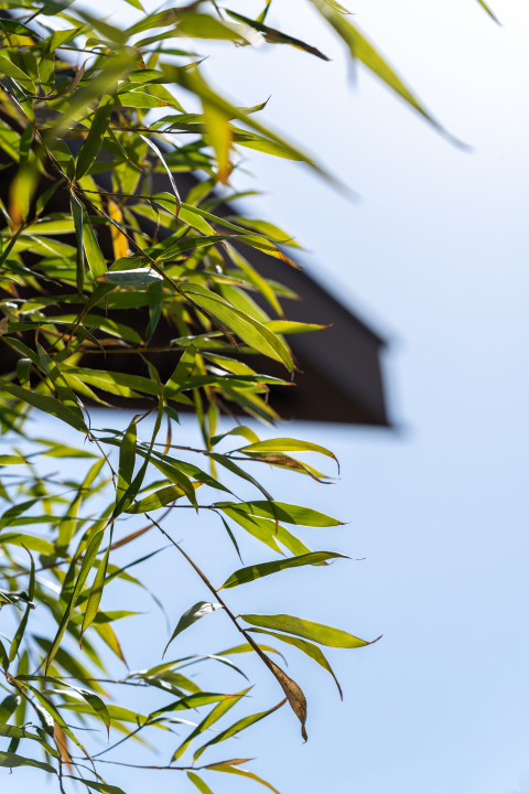 鲜嫩翠绿的树叶实拍图版权图片下载