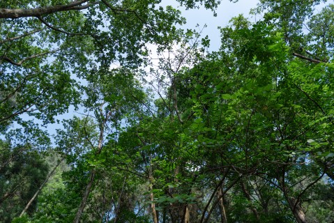 茂密树林横版图片