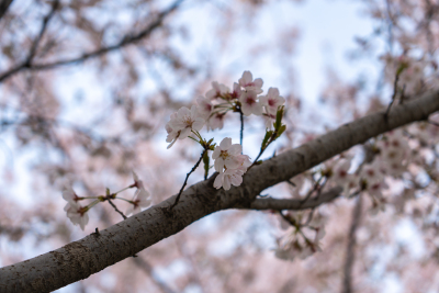 桃花枝特写实拍图