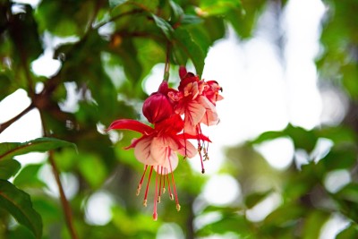 红色花朵果实特写高清图