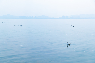 湖面游玩的水鸟图