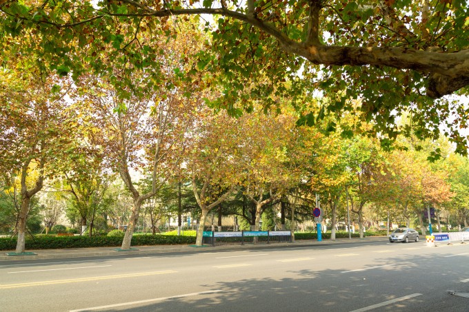 宽广的泊油路深秋树木高清图