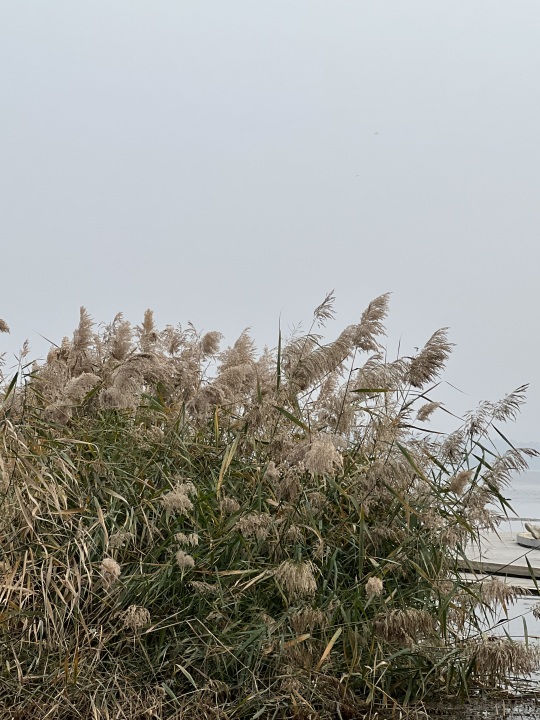 秋意宁静芦苇荡实拍图版权图片下载